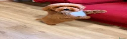 Caniche Toy perros en venta: Soy Chusito!!  - Anuncio 6
