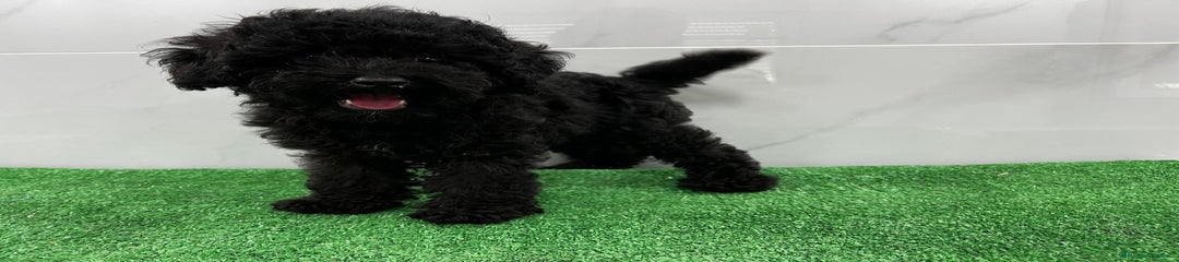 Caniche Toy Cachorro 2