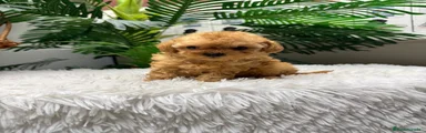 Caniche Toy 2