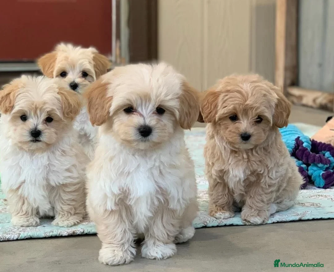 Maltipoo perros en venta: Maltipoo  - Anuncio 4