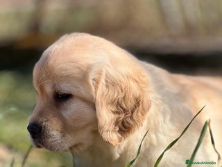 Labrador Retriever perros en Barcelona - Anuncio 19