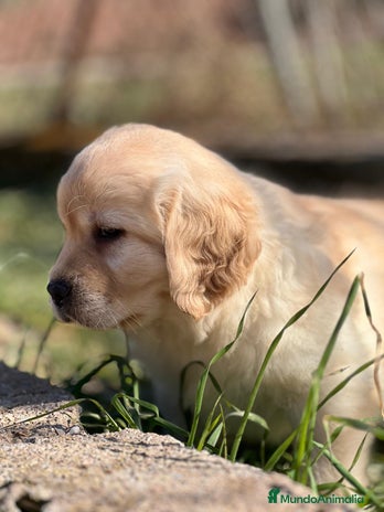 Labrador Retriever perros en Barcelona - Anuncio 20