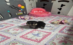 Pomerania perros en venta: Pomerania - Anuncio 6