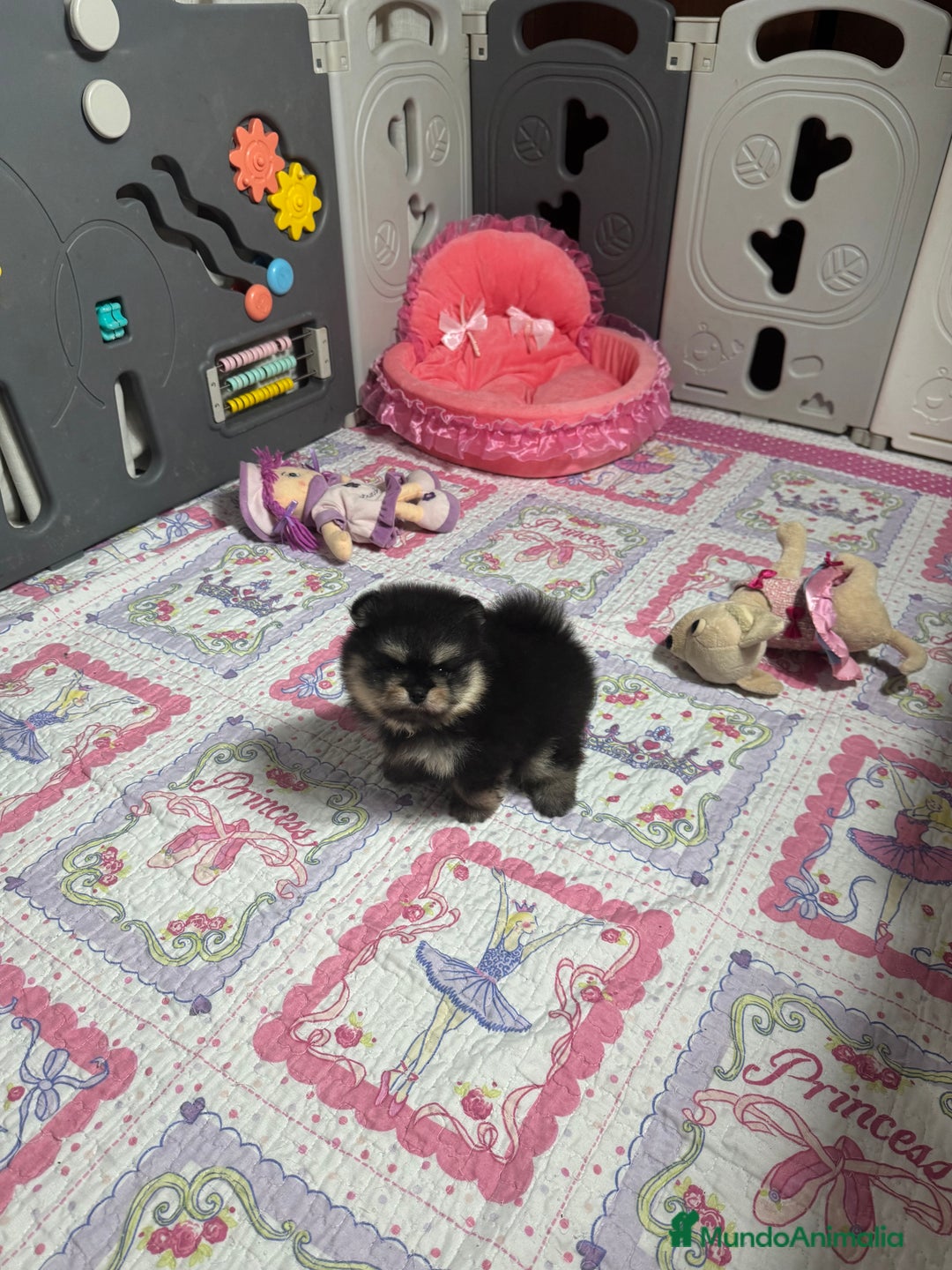 Pomerania perros en venta: Pomerania - Anuncio 6
