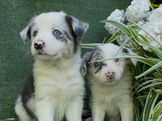 Border Collie perros en Torremolinos - Anuncio 25