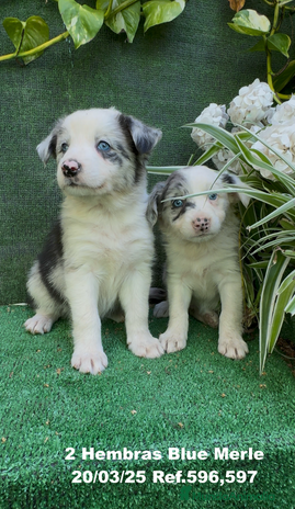 Border Collie perros en Torremolinos - Anuncio 17