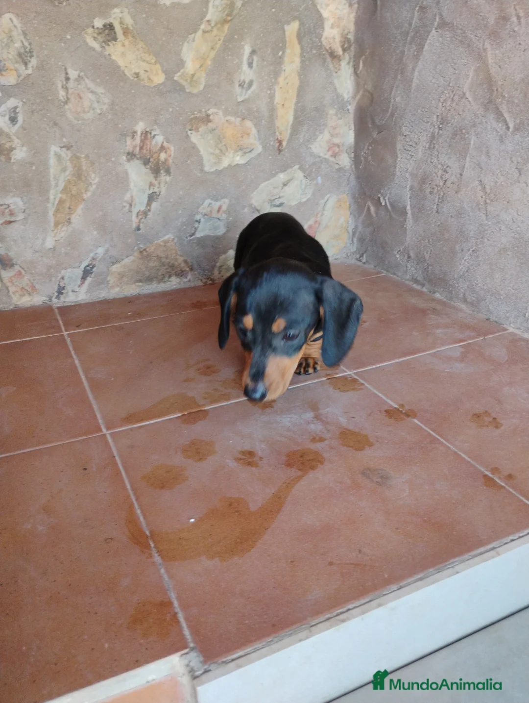 Teckel Miniatura perros en venta: Hembra teckel negro fuego miniatura  - Anuncio 2