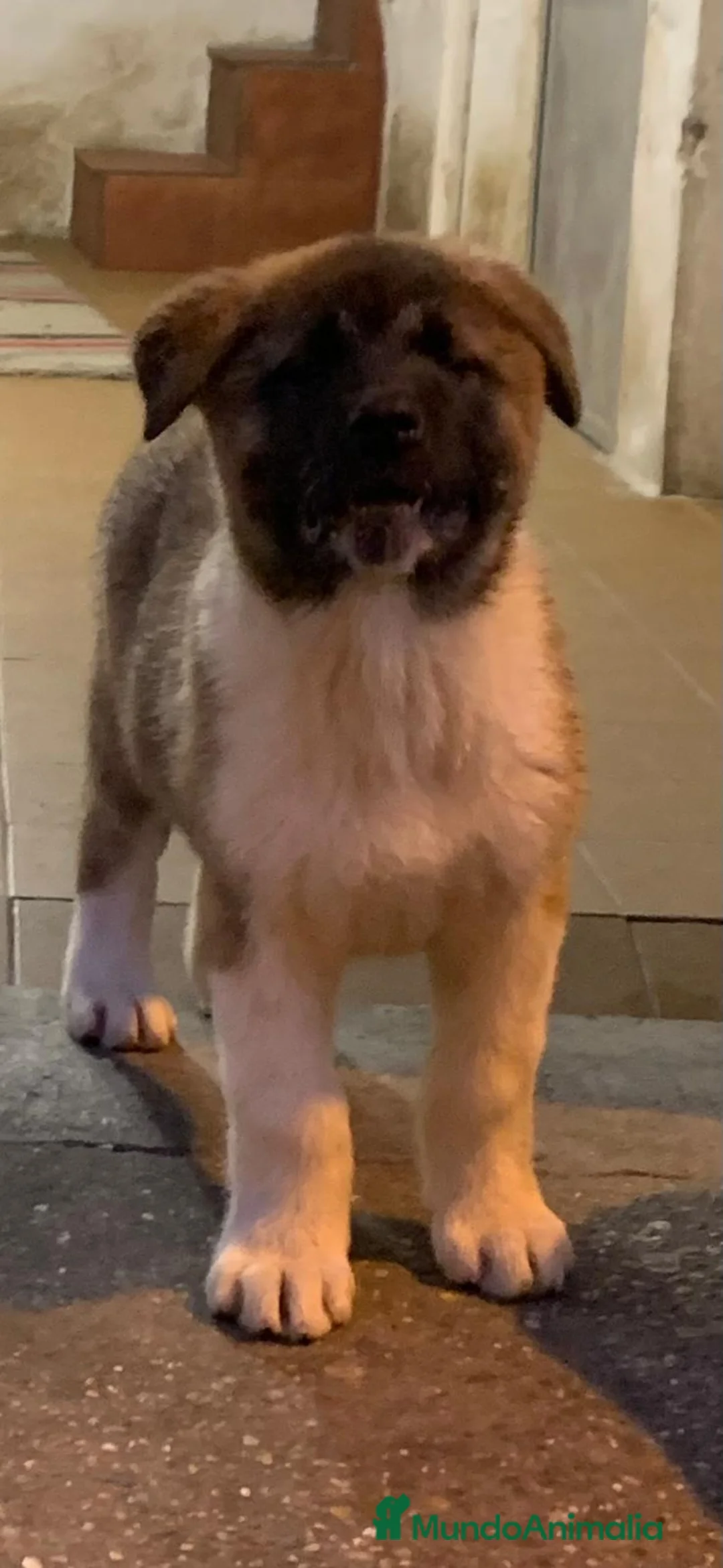 Akita Americano perros en venta: Akita Americano  - Anuncio 2