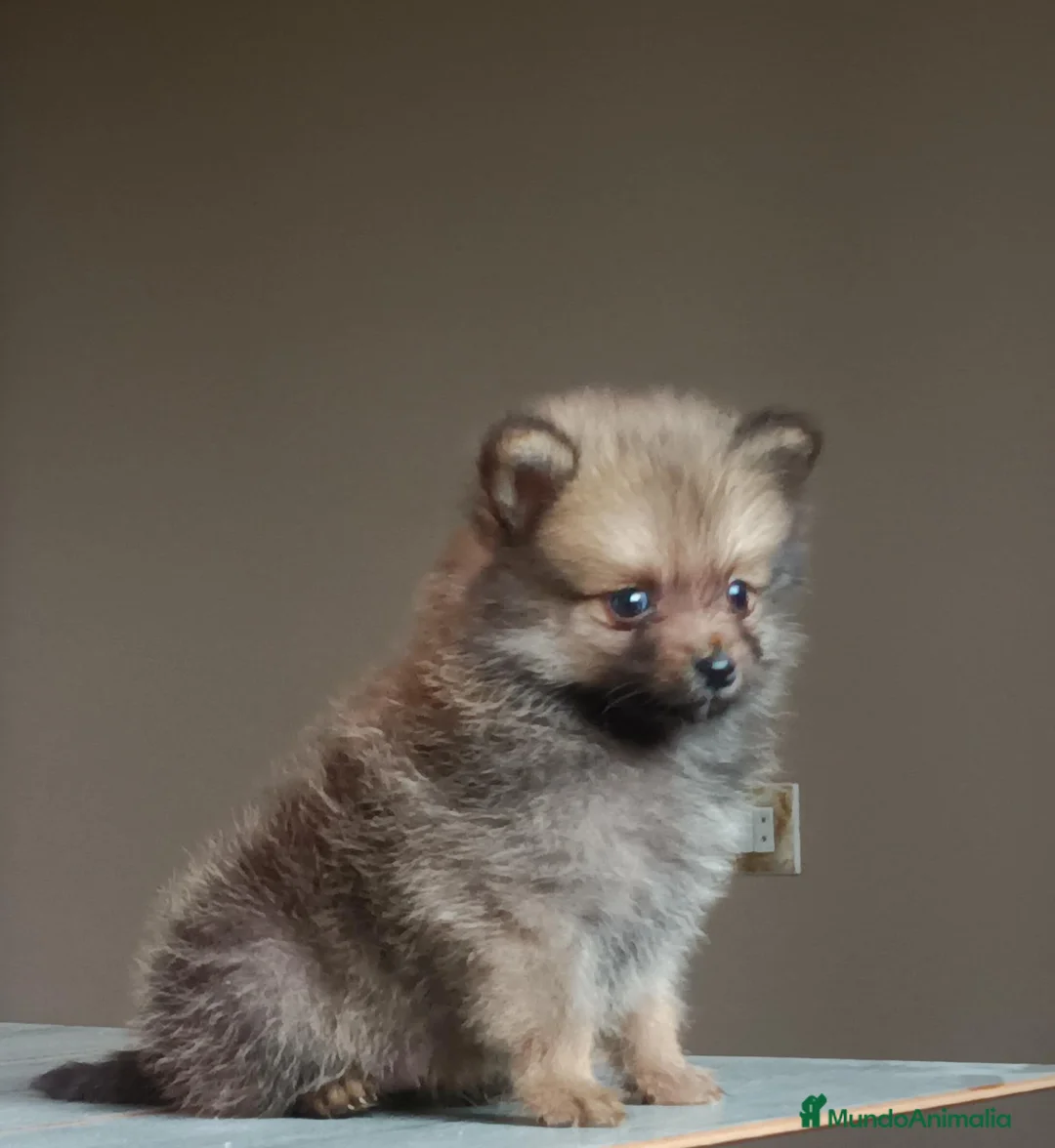 Pomerania perros en venta: Cachorros Pomerania Rojos Enanos  - Anuncio 2