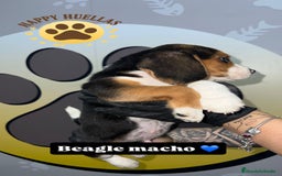 Beagle perros en venta: 🐶  Beagle 3 Meses,  Disponibles 🐶 - Imagen 3