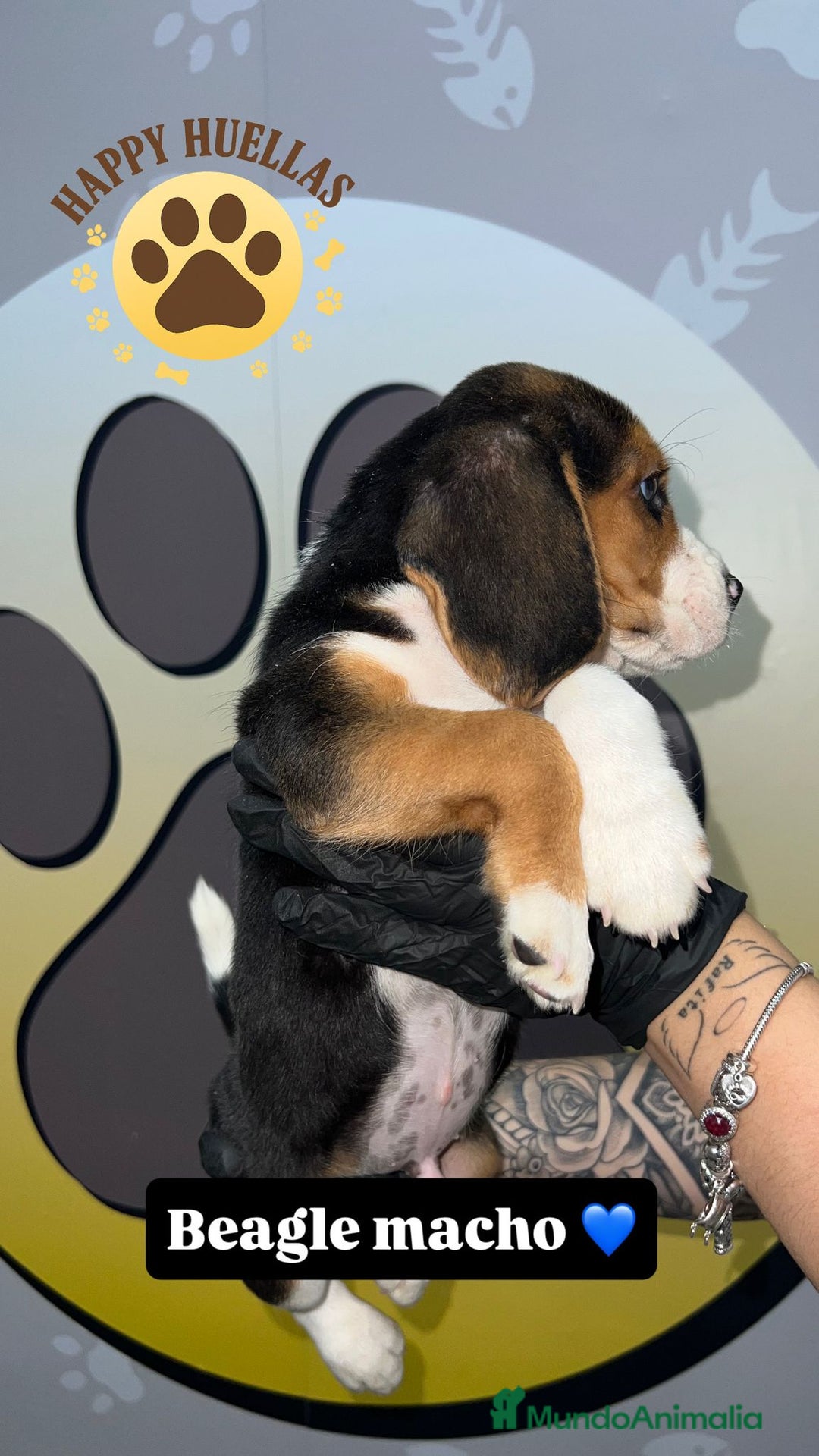 Beagle perros en venta: 🐶  Beagle 3 Meses,  Disponibles 🐶 - Imagen 3