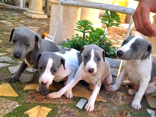 Whippet perros en Sevilla - Anuncio 2