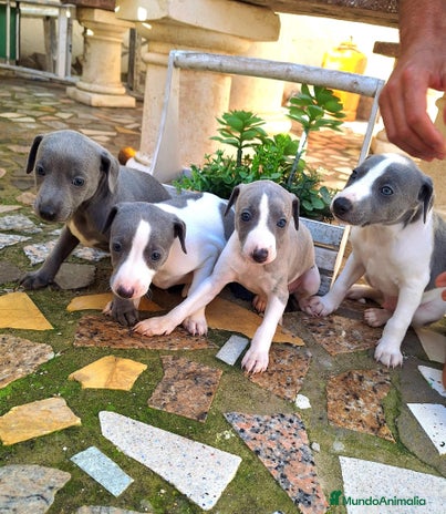 Whippet perros en Sevilla - Anuncio 1