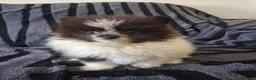 Pomerania perros en venta: Pomerania toy  - Anuncio 2