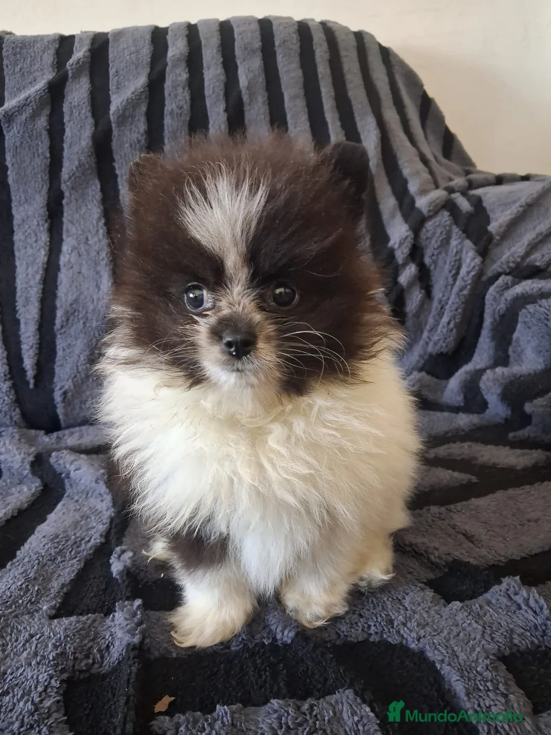 Pomerania perros en venta: Pomerania toy  - Anuncio 2
