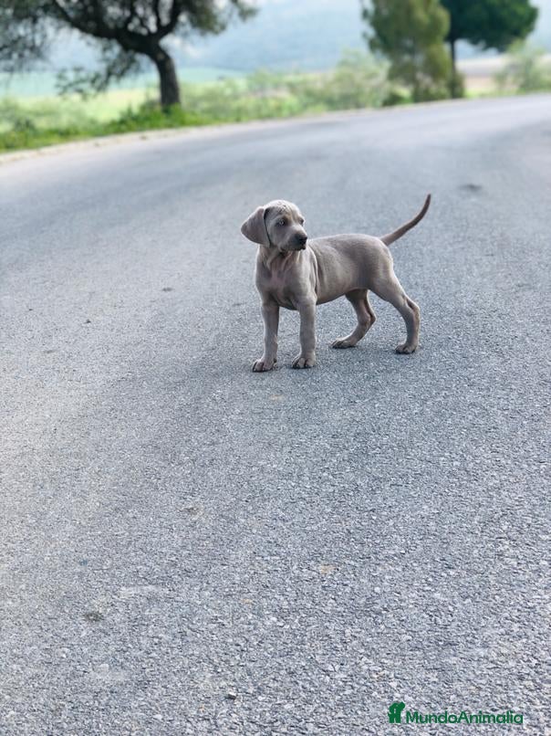 Weimaraner perros en venta: Braco de weimar  - Anuncio 8