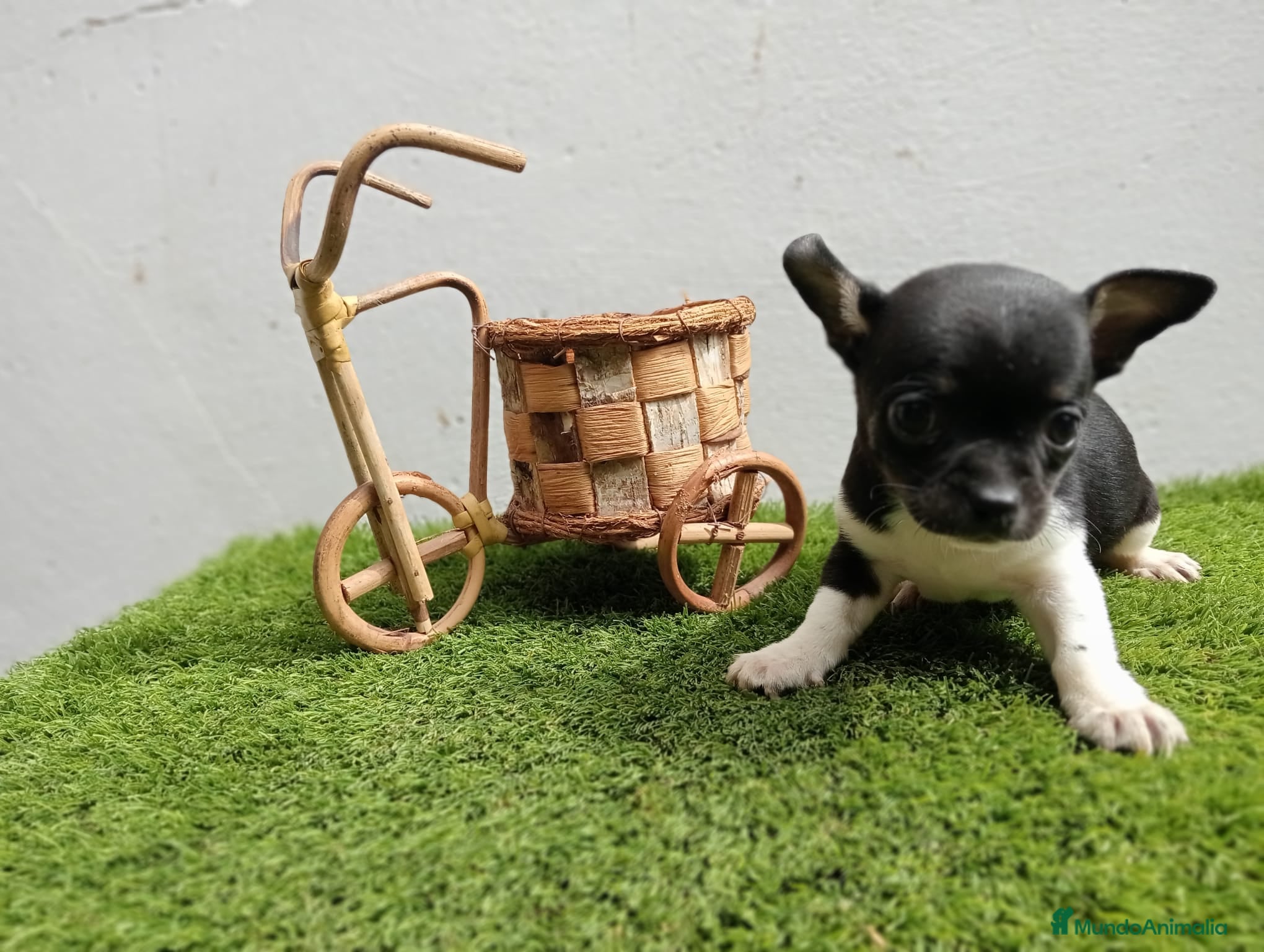 Chihuahua perros Chihuahuas espectaculares  en Barcelona - Anuncio 2