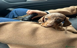 Teckel Miniatura perros en venta: teckel arlequin chocolate - Imagen 7