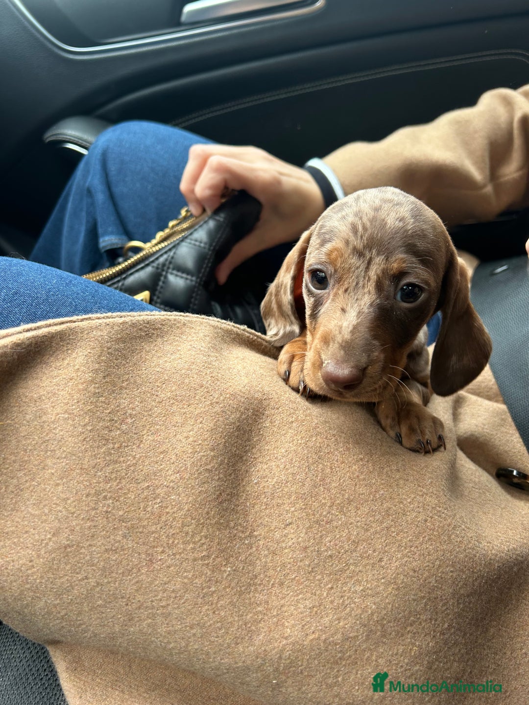 Teckel Miniatura perros en venta: teckel arlequin chocolate - Imagen 7