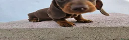 Teckel perros en venta: Teckel kanichen precio real - Anuncio 7