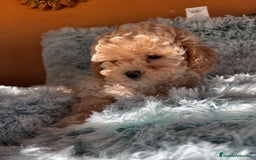 Raza Mixta perros en venta: Caniches toy/enanos  - Imagen 9