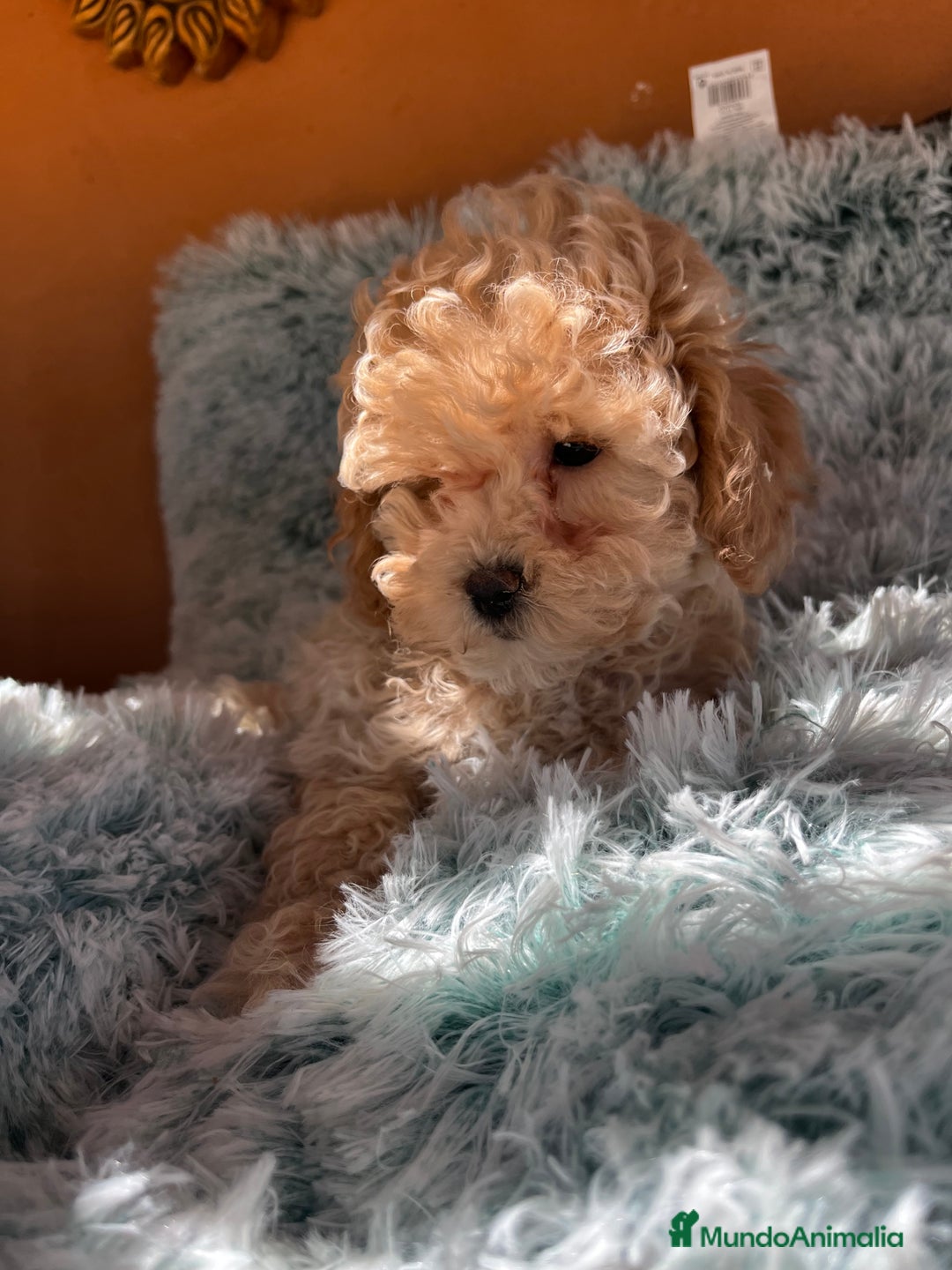 Raza Mixta perros en venta: Caniches toy/enanos  - Imagen 9