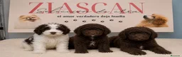 Perro de Agua Español perros en venta: Perro de Agua Español bicolor y chocolate 🤎🐾 - Anuncio 1