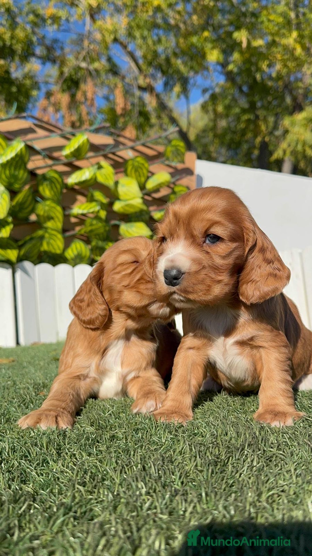 Cocker Spaniel Inglés perros en venta: COCKER SPANIEL INGLES - Anuncio 20