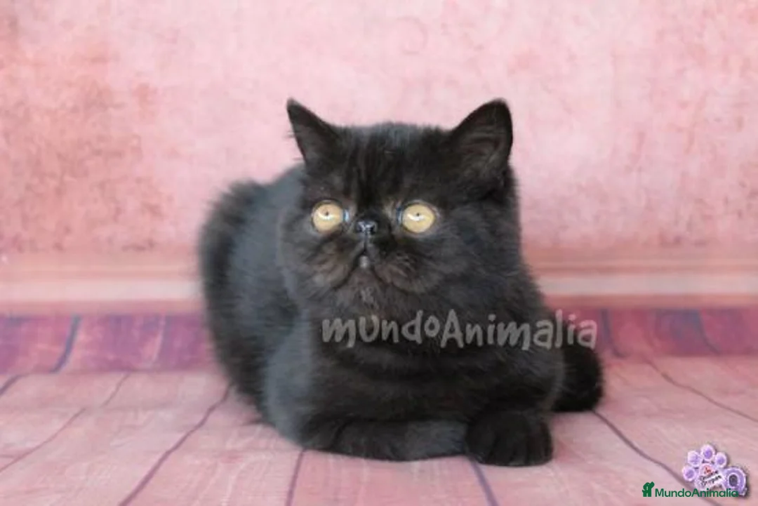 Imagen de galería {{count}}