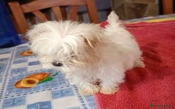 Bichón Maltés perros en venta: Bichon maltes hembra coreana - Anuncio 6