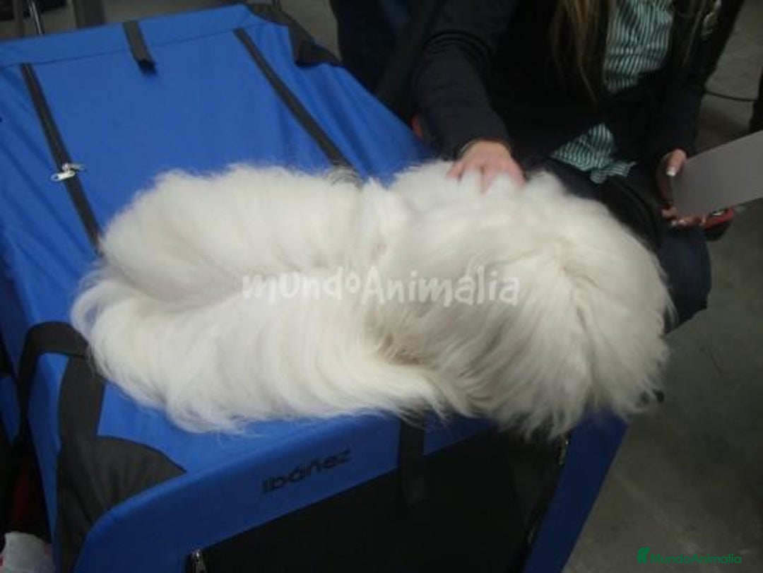 Imagen de galería {{count}}