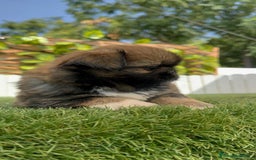 Pekinés perros en venta: PEKINES IMPERIAL HEMBRA - Imagen 3