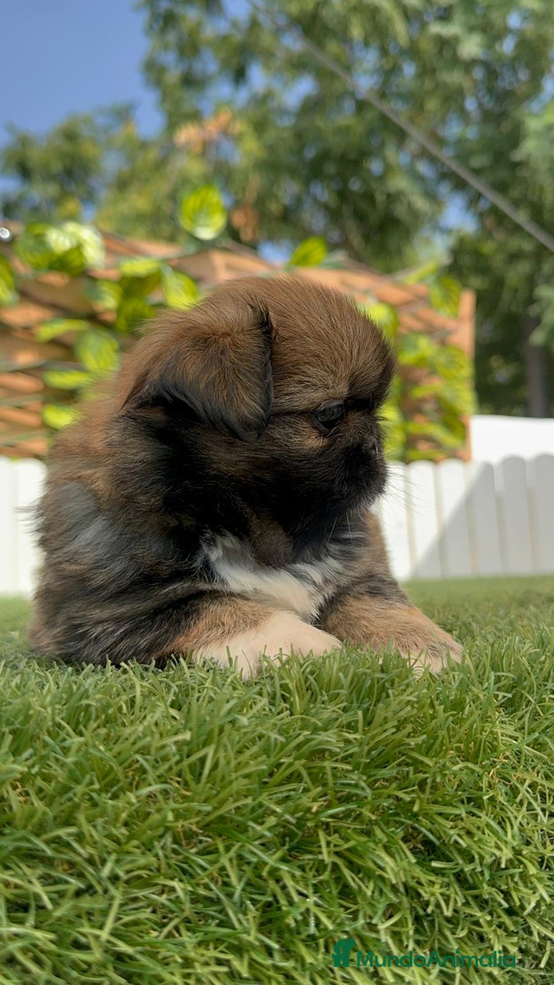 Pekinés perros en venta: PEKINES IMPERIAL HEMBRA - Imagen 3