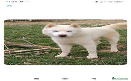 Husky Siberiano perros en venta: Camada husky siberiano  - Imagen 7