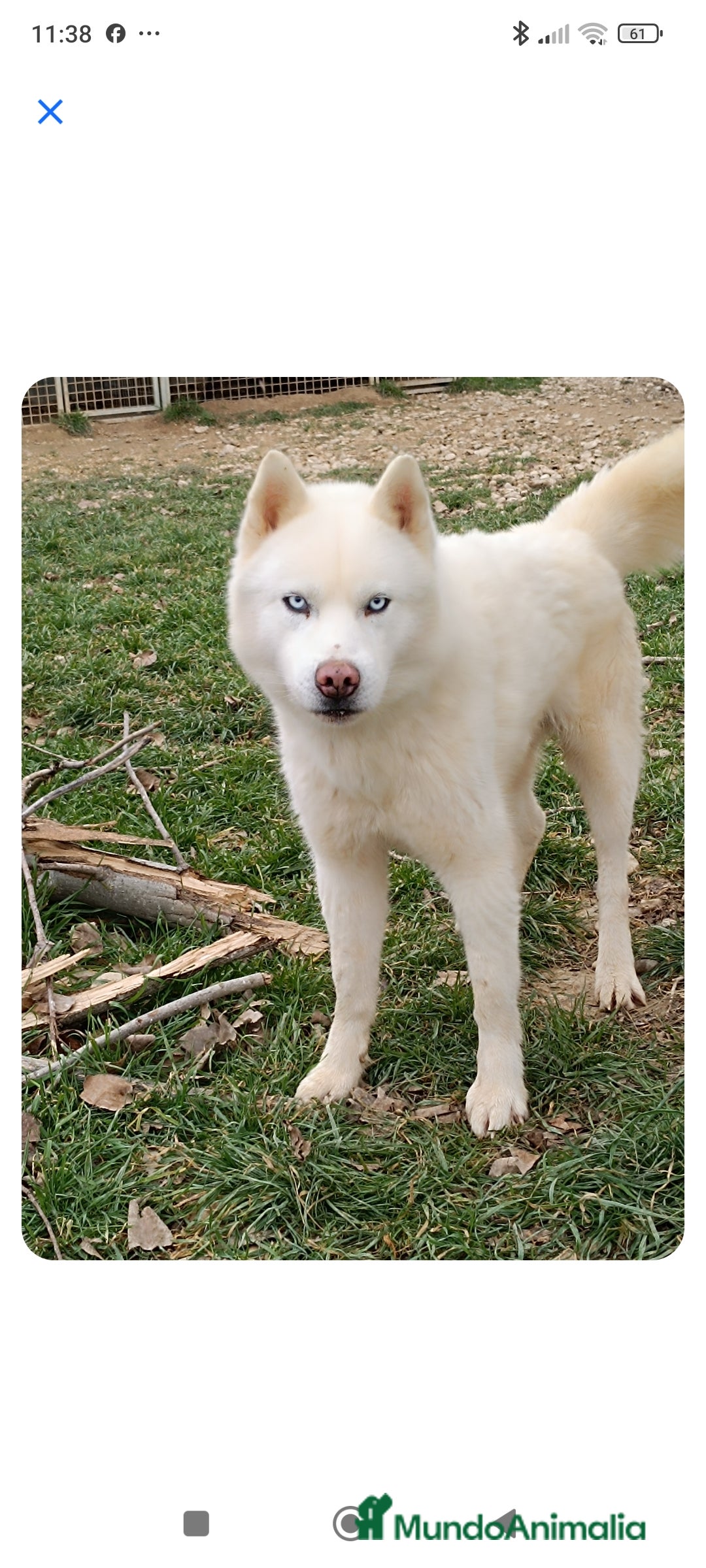 Husky Siberiano perros en venta: Camada husky siberiano  - Imagen 7