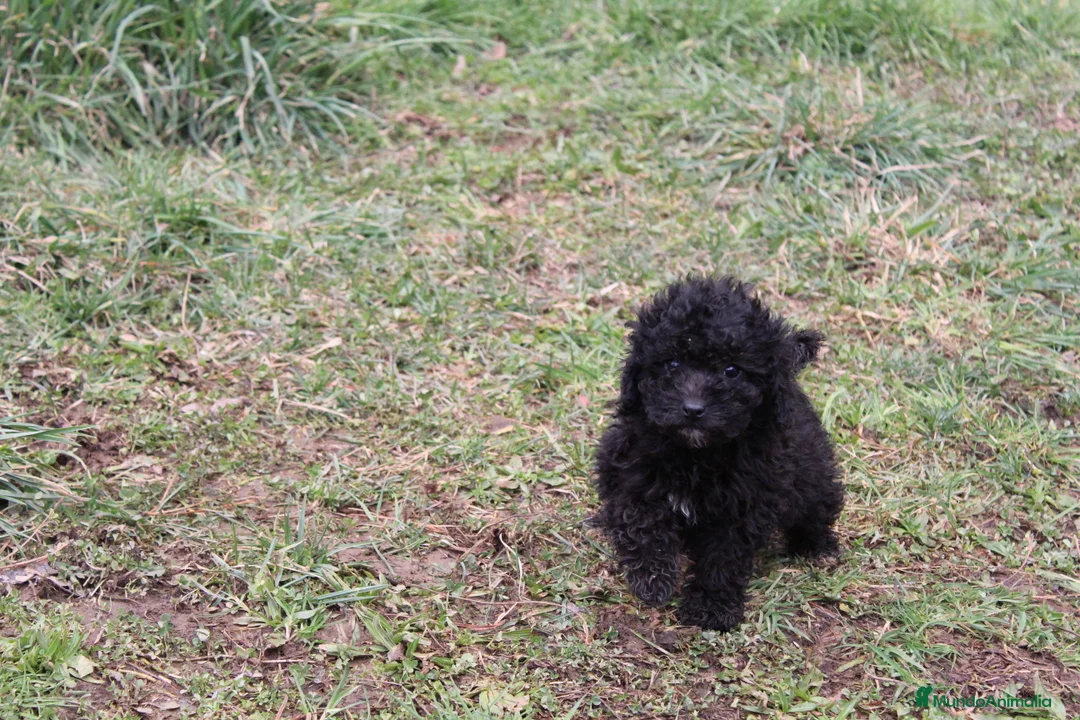 Caniche Enano perros en venta: Caniche enana negra disponible  - Anuncio 1