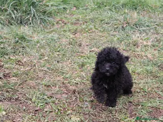 Caniche Enano perros Caniche enana negra disponible - Anuncio 1