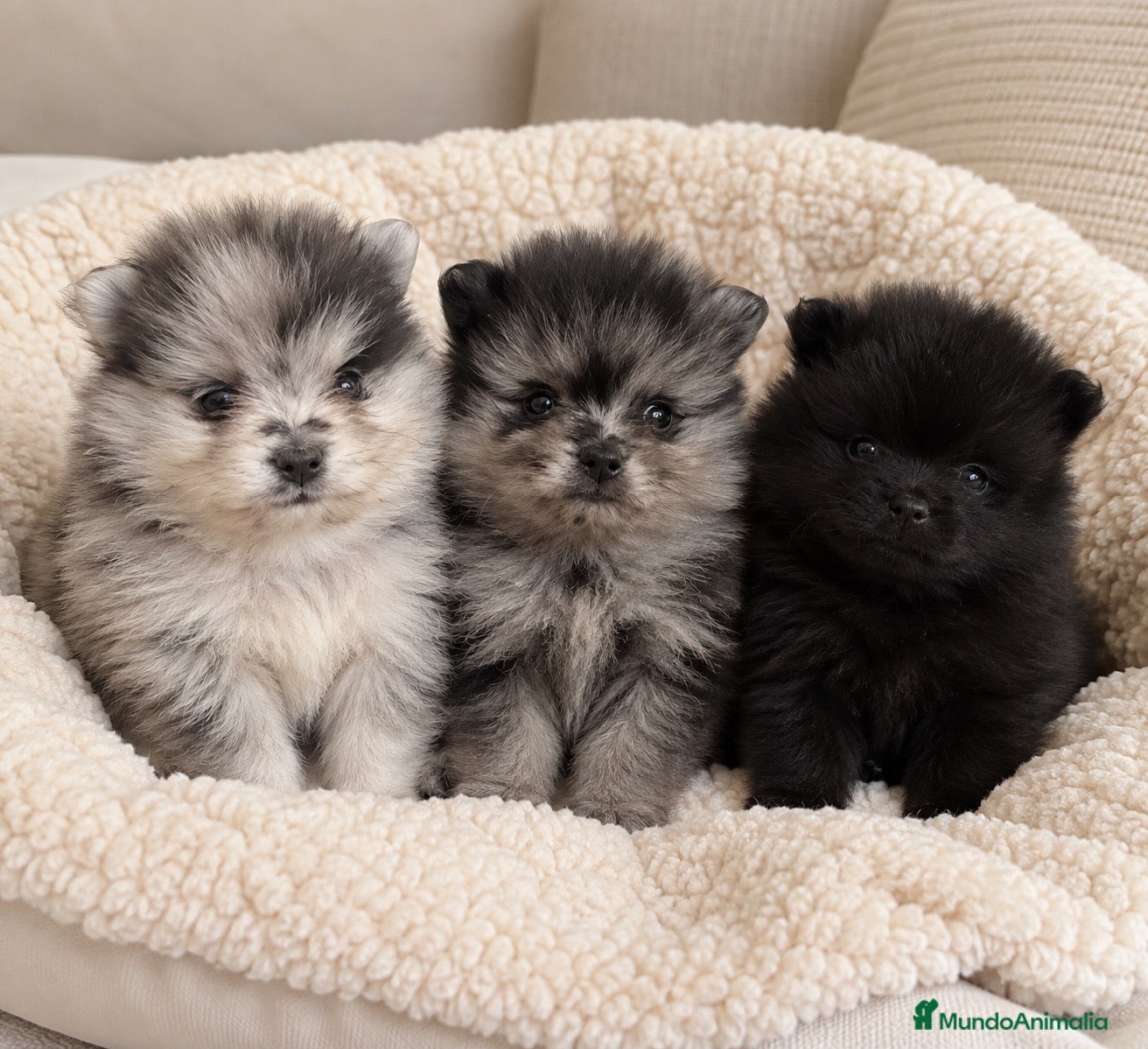 Pomerania perros POMERANIA DISPONIBLES 🐾 - Anuncio 3