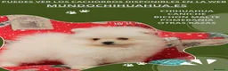 Pomerania perros en venta: PRECIOSO CACHORITO DE POMERANIA TOY   - Anuncio 19