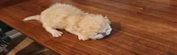 Persa gatos en venta: Persas en Jaén - Anuncio 4