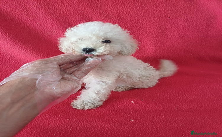Caniche Enano perros - Anuncio 1