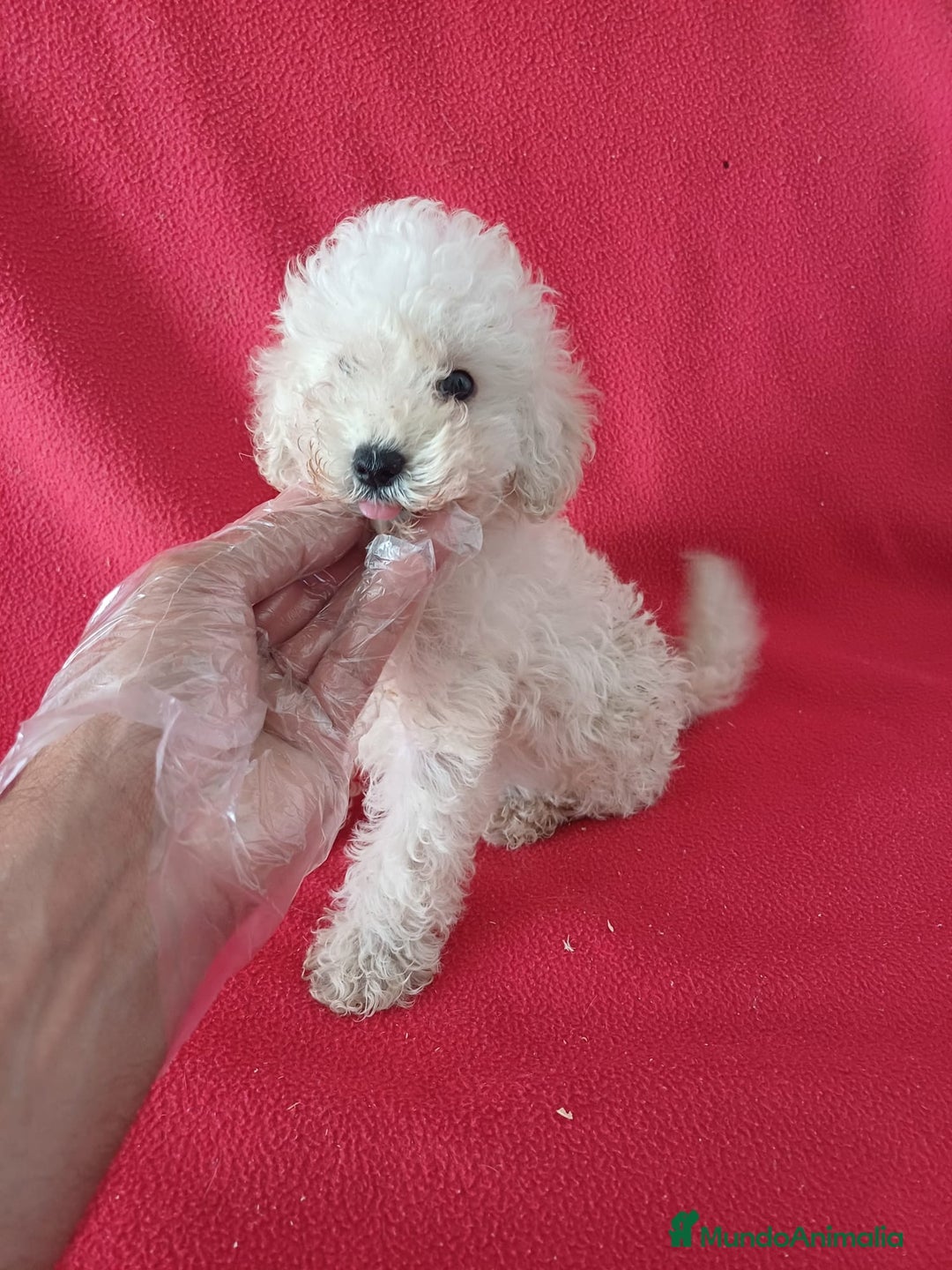 Caniche Enano perros en venta: Caniche Enano  - Imagen 1