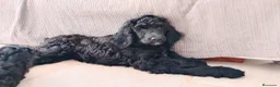 Caniche Gigante perros en venta: Caniche gigante - Anuncio 6