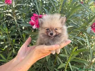 Pomerania perros Pomerania mini toy - Anuncio 5