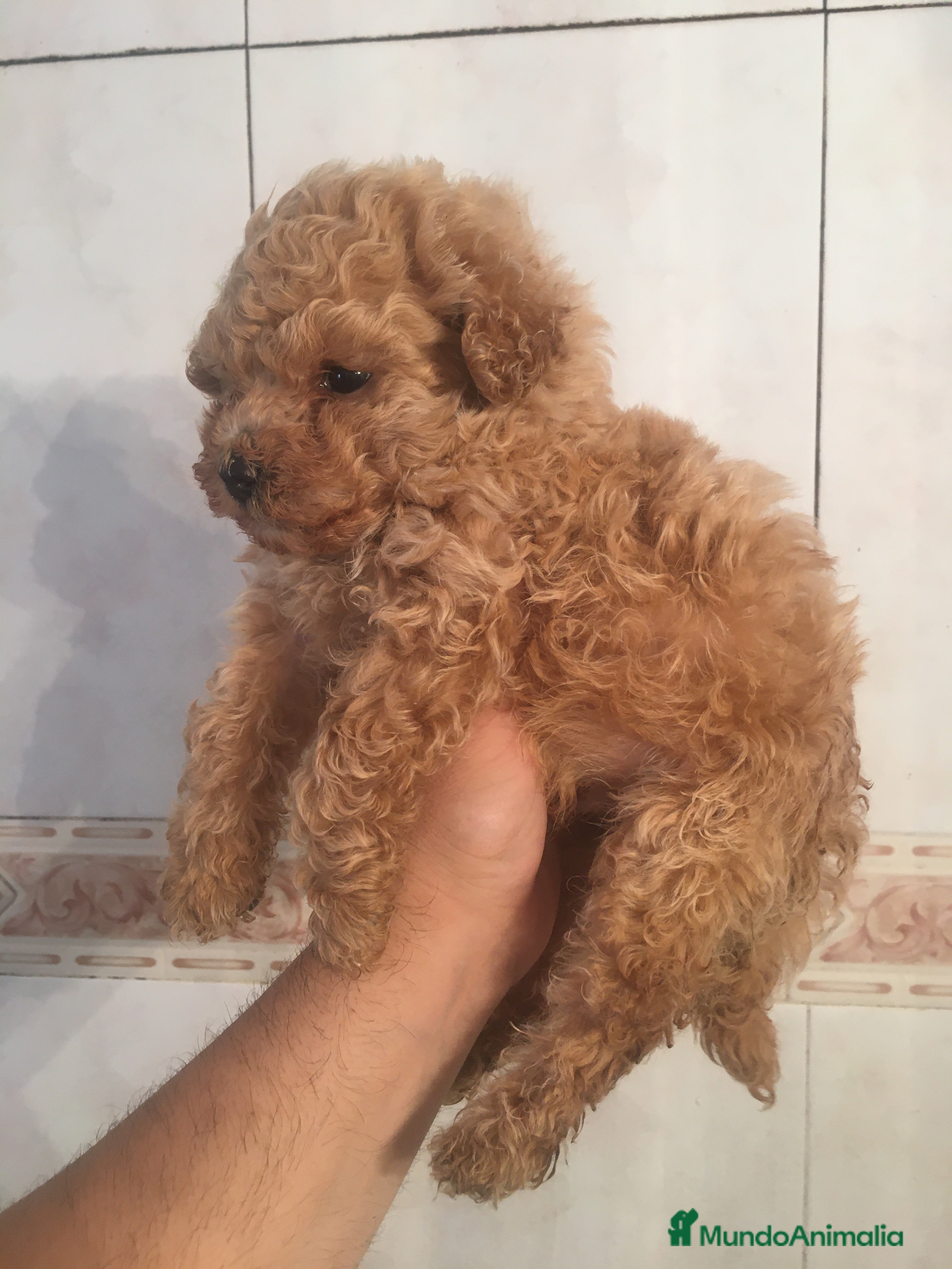 Caniche Toy perros CANICHE TOYS MACHO  en Madrid - Anuncio 2