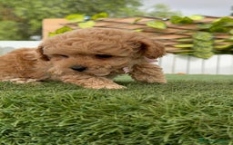 Caniche Toy perros en venta: CANICHE TOY HEMBRA - Imagen 9