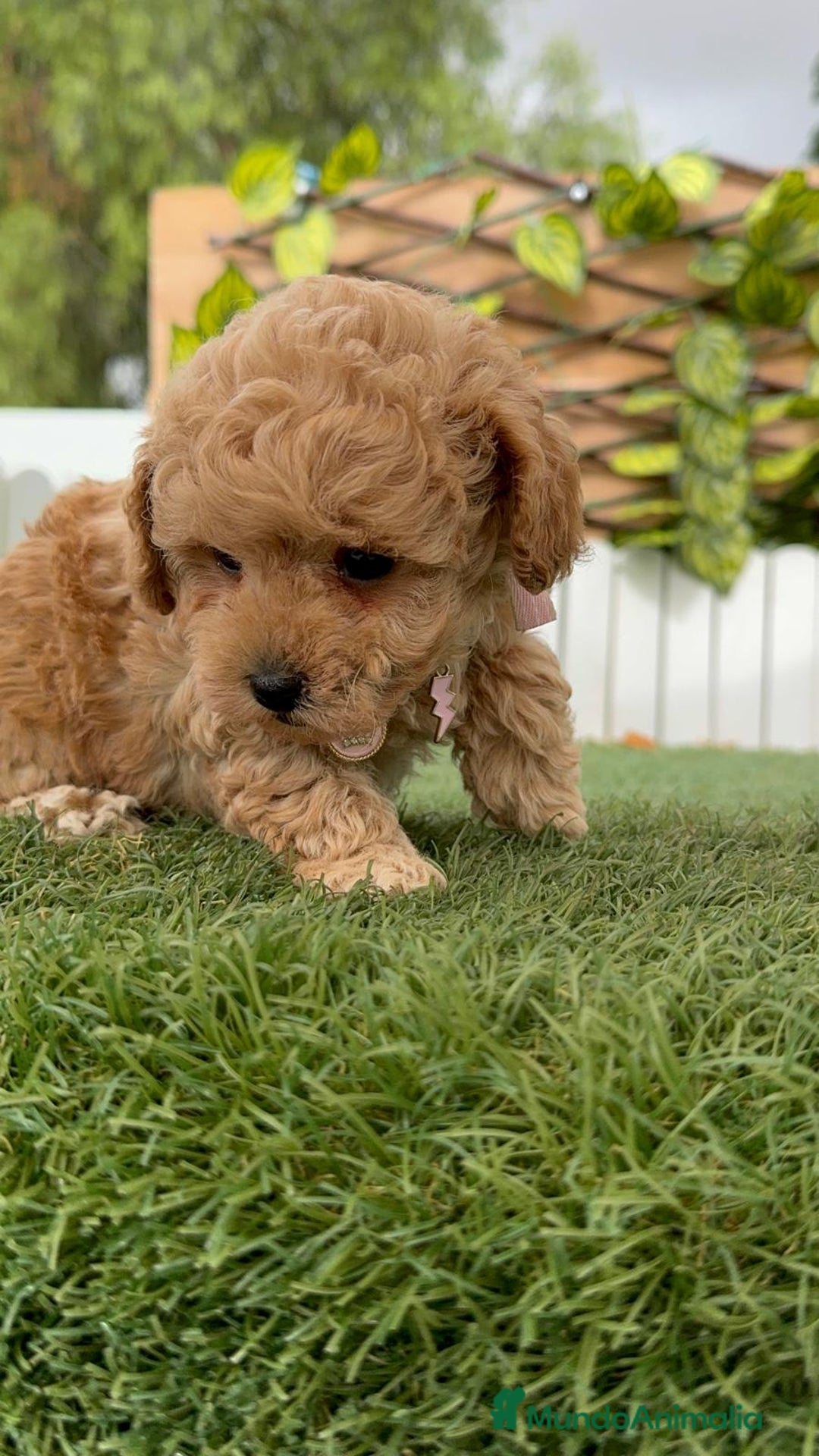 Caniche Toy perros en venta: CANICHE TOY HEMBRA - Imagen 9