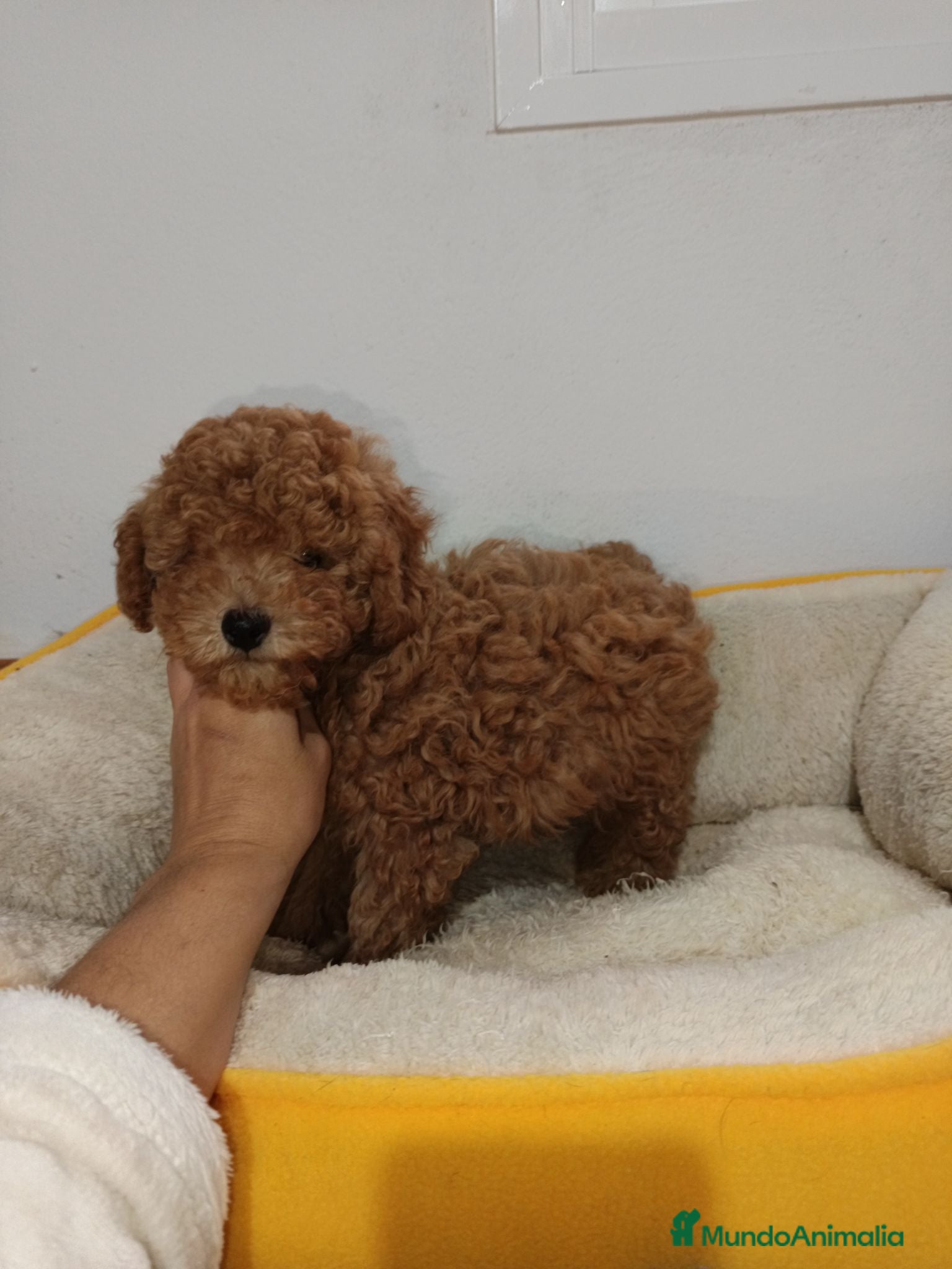 Caniche Toy perros Caniche toy rojo - Anuncio 1