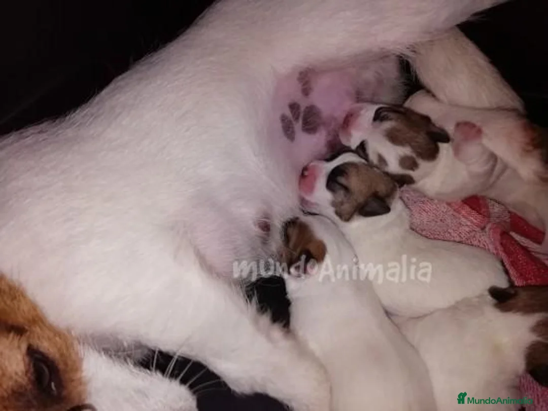 Imagen de galería {{count}}