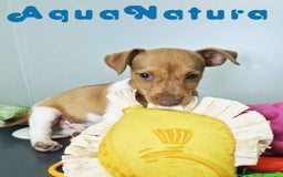 Jack Russell Terrier perros en venta: Jack Russel Macho JMU 7730 AQUANATURA - Imagen 4